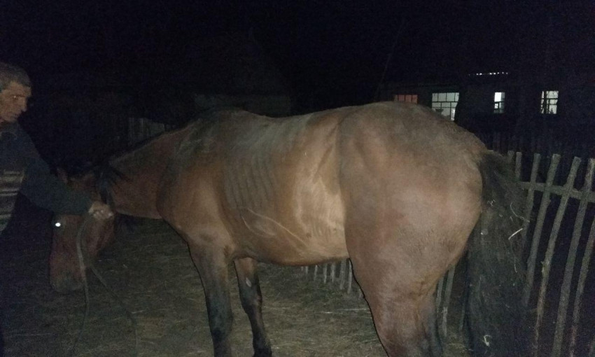 Фотофакт: В Запорожской области от смерти спасли коня
