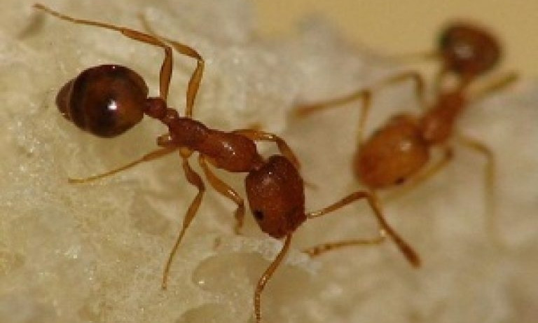 На запорожском курорте в выпечке нашли целую "муравьиную ферму" (ВИДЕО)