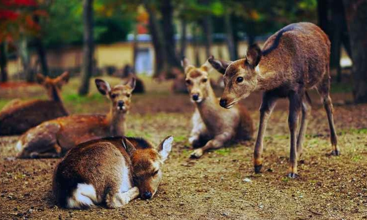 Фотограф из Запорожья показал уникальное фото на Хортице: В кадре - семейство оленей 
