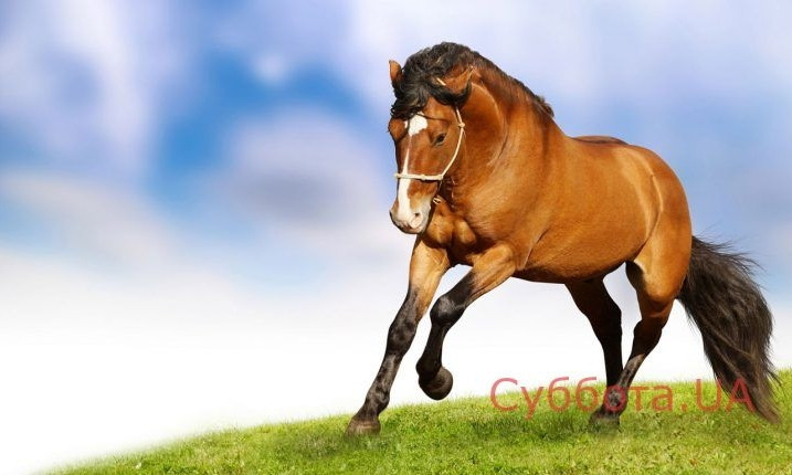Никому ненужный: В Запорожье лошадь буквально гниет заживо (ФОТО)