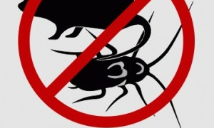 На борьбу с грызунами и насекомыми необходимо более трети миллиона гривен