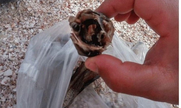 На запорожском курорте отдыхающим продали рыбу, кишащую червями (ФОТО)