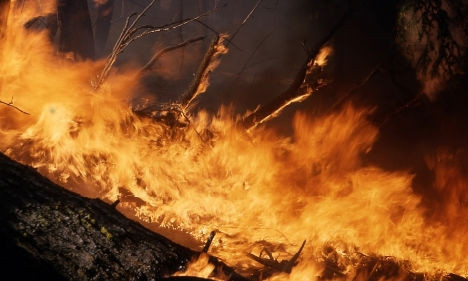 Фотофакт: В Запорожском парке случился пожар