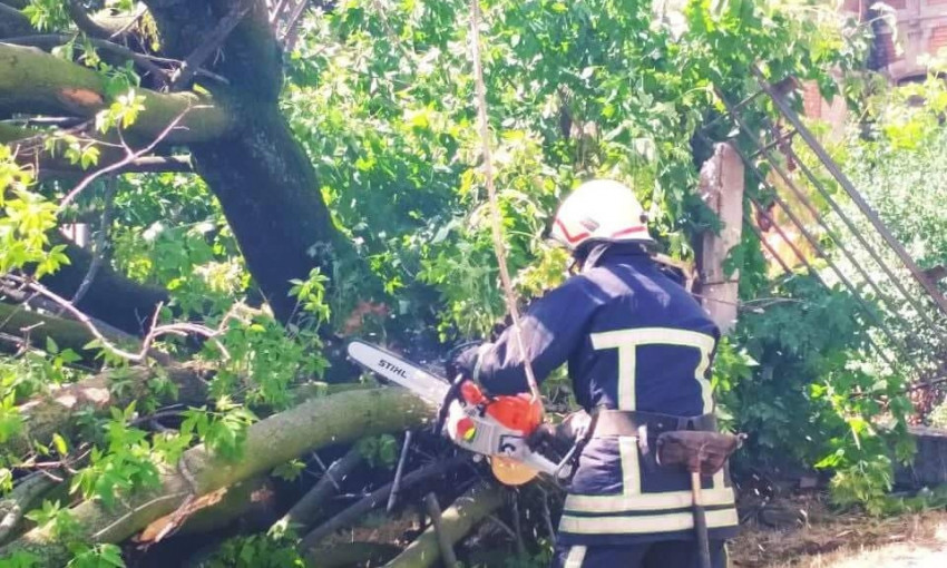 Огромное дерево порвало провода: Запорожская больница с "тяжелыми" оказалась обесточена (ФОТО)