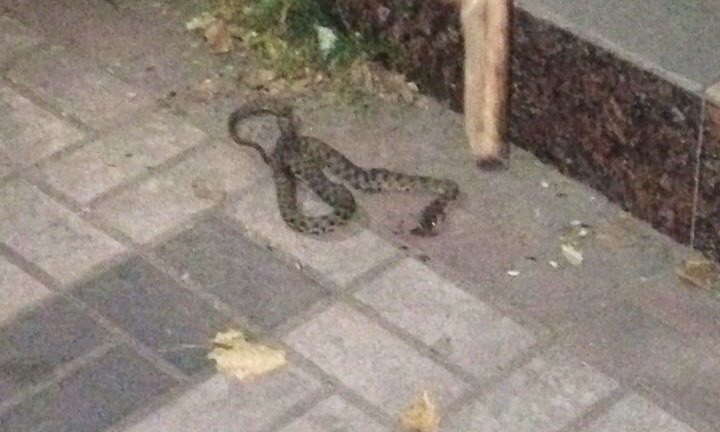 В центре города убили змею