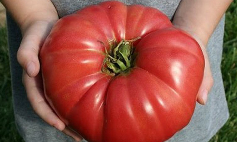 Житель Запорожской области вырастил помидоры невиданных размеров (ФОТО)