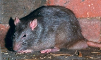 Появилось видео нашествия крыс в Запорожье