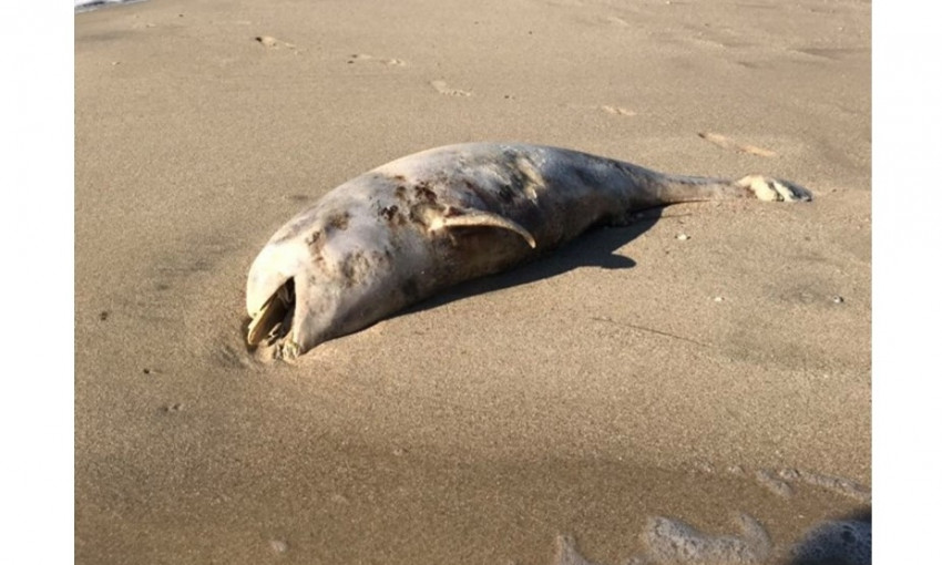 На на берег запорожского курорта выбросило тело морского животного (ВИДЕО)