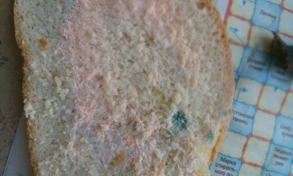 В Запорожье хлеб опасен для здоровья (ФОТО)