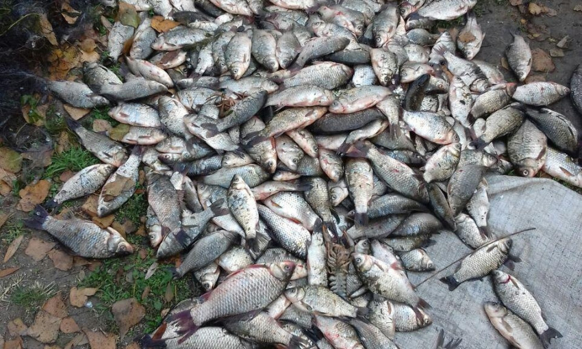 В Запорожской области браконьеры выловили рыбы на 17 тыс. грн (ФОТО)