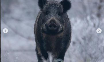 В сети показали фотоподборку дикой природы зимнего Запорожья (ФОТО)