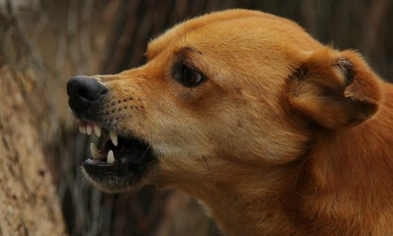 В Запорожской области ребенка искусала собака: Идет поиск свидетелей