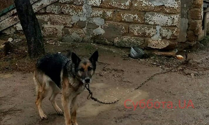 В Запорожской области спасли собаку от голодной смерти в одиночестве