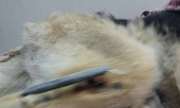 Под Запорожьем на трассе патрульные нашли умирающую овчарку со спицей в лапе (ФОТО)