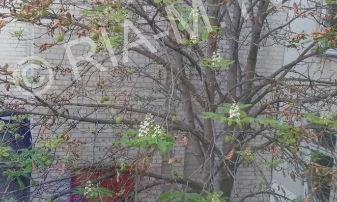 Аномалия: в Запорожской области цветут пожелтевшие каштаны (ФОТО)
