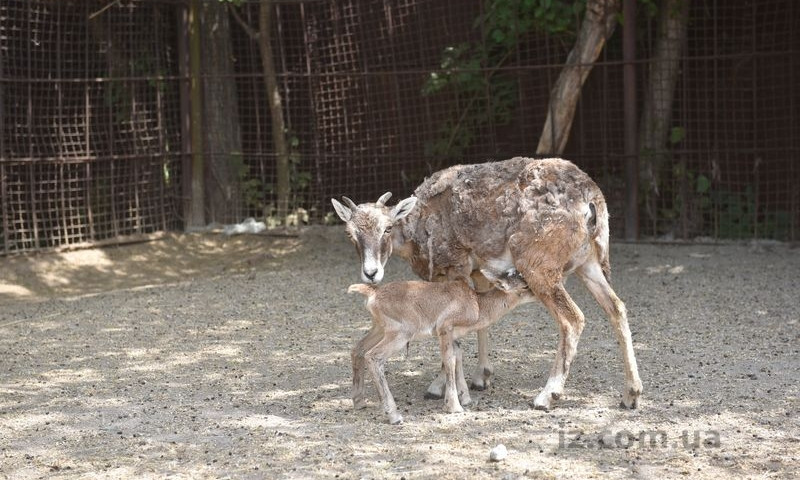 Появились фото необычного животного в запорожском зоопарке