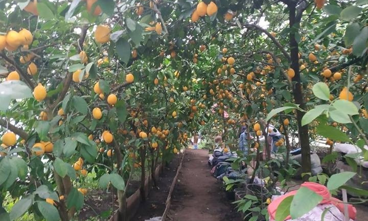 Запорожцы в своем дворе выращивают настоящий лимонный сад (ФОТО)