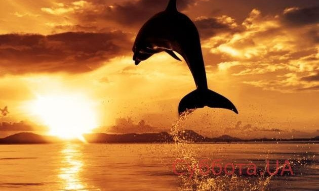 На запорожском курорте на берег выбросило труп дельфина (ВИДЕО)