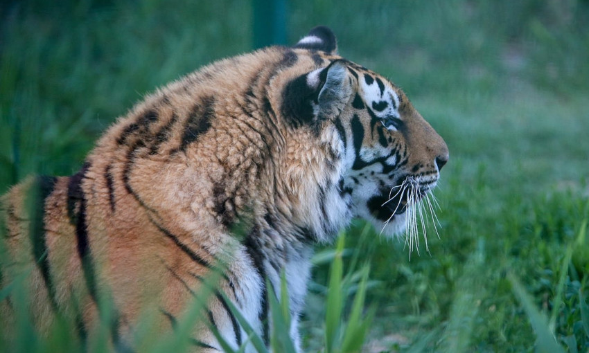 В Бердянском зоопарке "Сафари" живут редкие хищники (ВИДЕО)