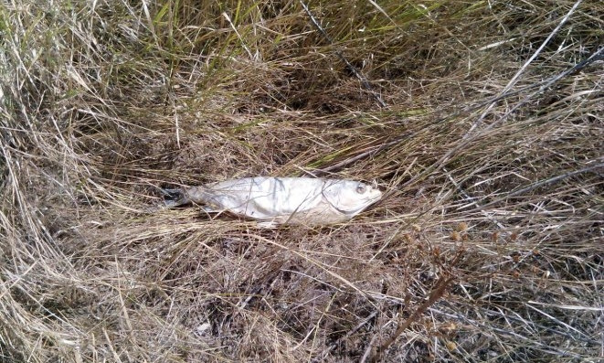 В Запорожском регионе массово вымирает рыба и птица