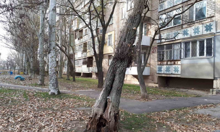 В Мелитополе огромный иссохший тополь упал на многоэтажку