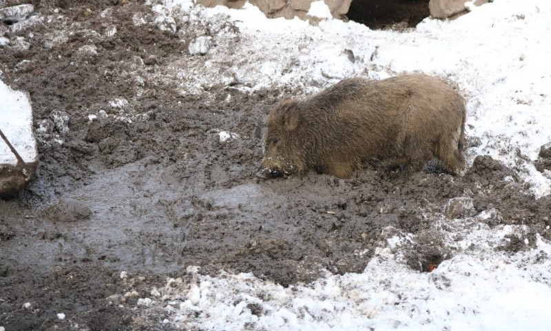 О зимовке животных в запорожском зооуголке: Свиньи резвятся в грязи, а медведь не спит (ФОТО)