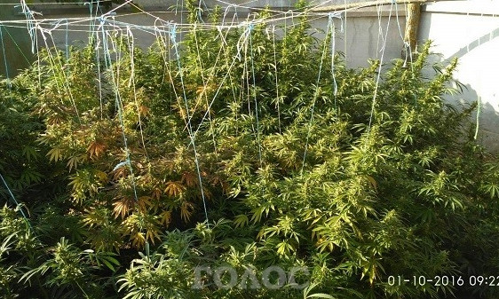 В Запорожской области наркофермер вырастил целую плантацию марихуаны