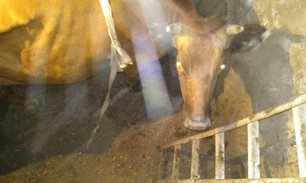 Курьезы: Спасатели доставали из ямы корову (ФОТО)