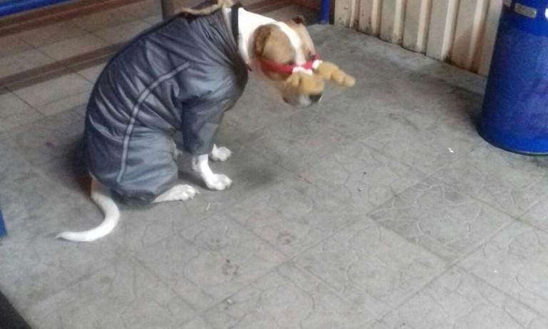 Запорожцы обсуждают в соцсетях шутку над собакой