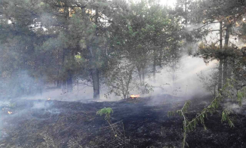 Крупный пожар в Запорожской области тушили пять городов (ФОТО)