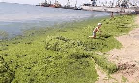 Популярный запорожский курорт атакуют водоросли (ВИДЕО)