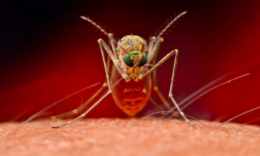В Запорожской области людей больно кусают комары